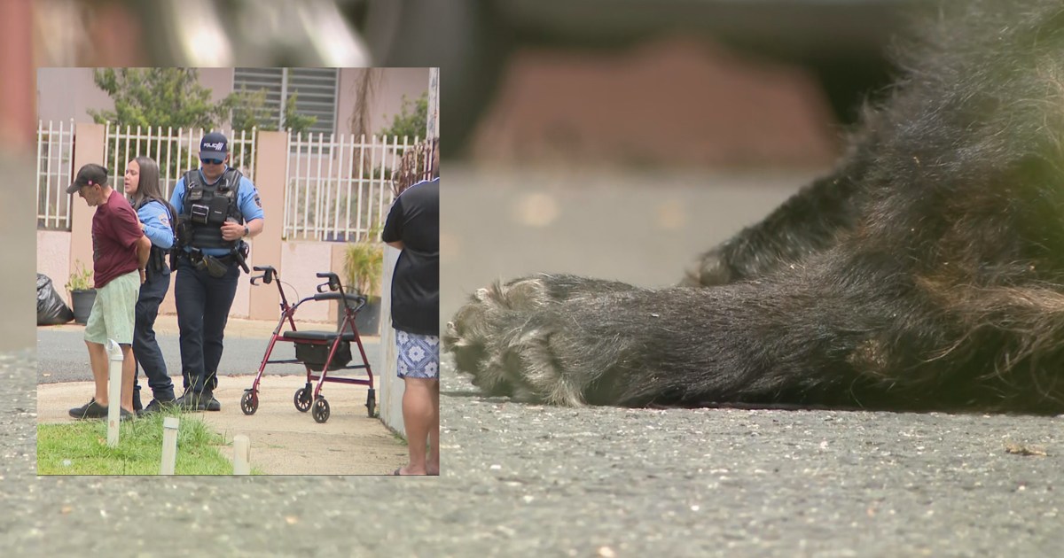 Arrestan a adulto mayor por matar a golpes a su perro con un andador en Bayamón