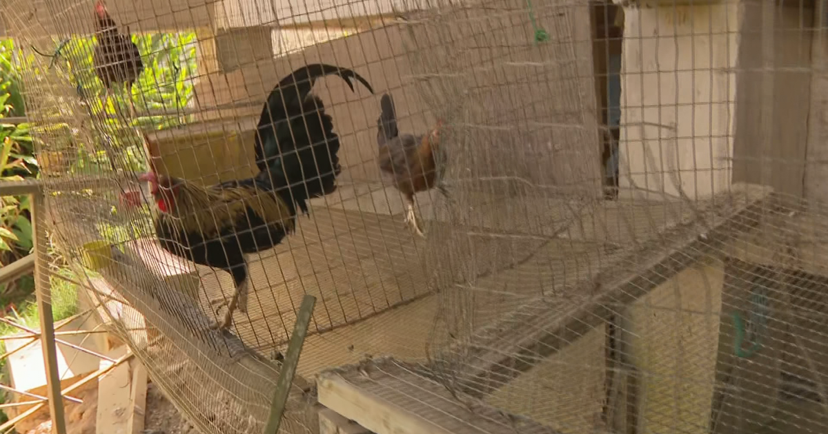 Más de 100 gallos y gallinas abandonados en residencia de Cayey buscan hogar