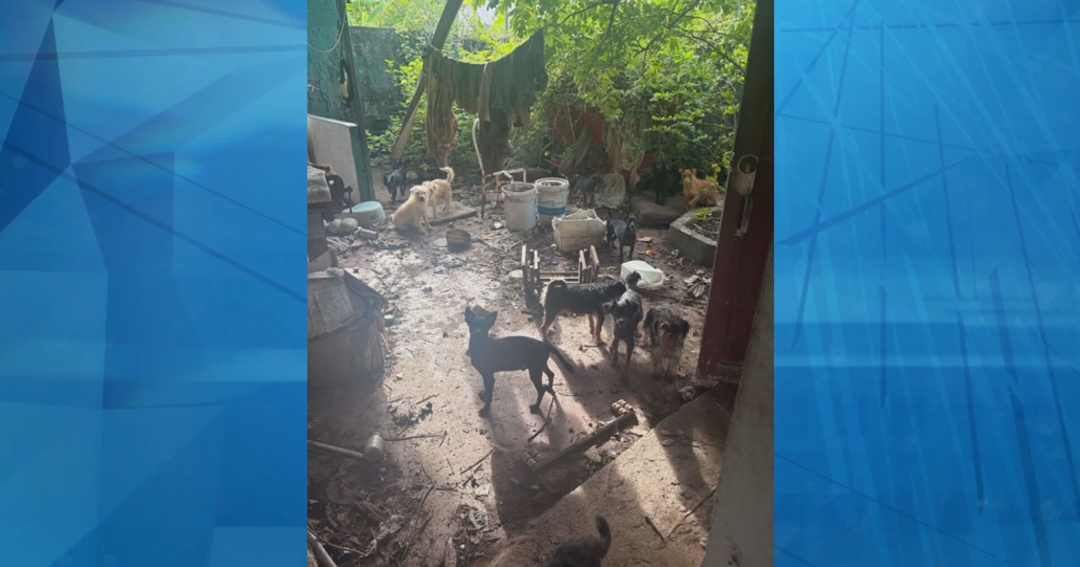 Buscan hogares temporeros para más de 15 perros tras muerte de su dueño en Carolina