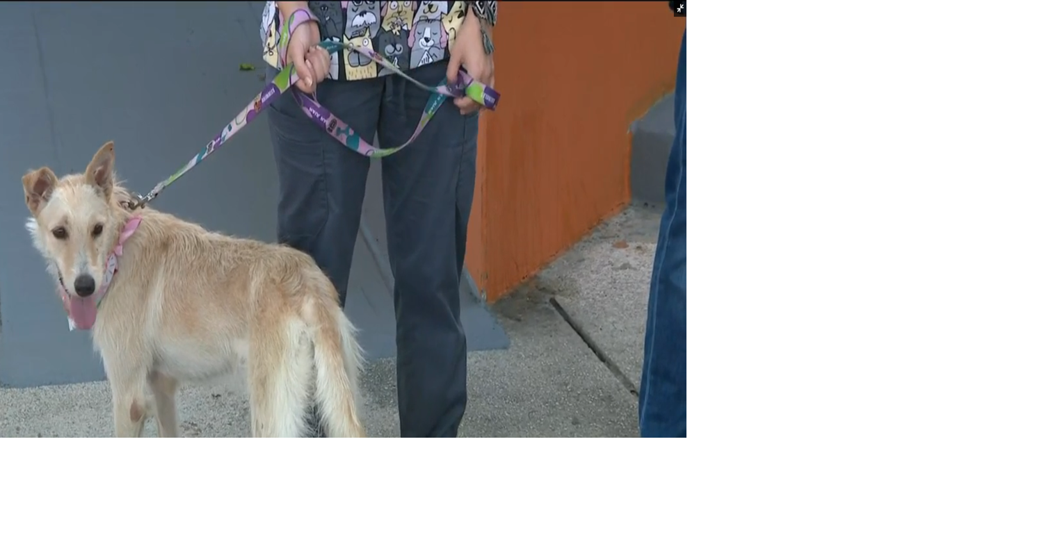 Centro de Protección Animal en San Juan lanza iniciativa "Adopta a un Satito"