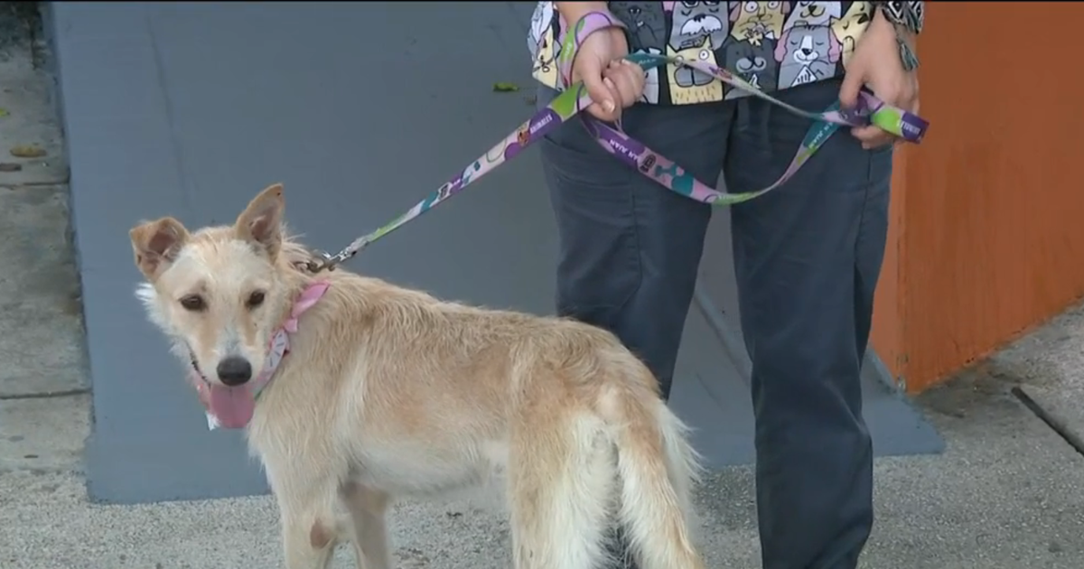 Centro de Protección Animal en San Juan lanza iniciativa "Adopta a un Satito"
