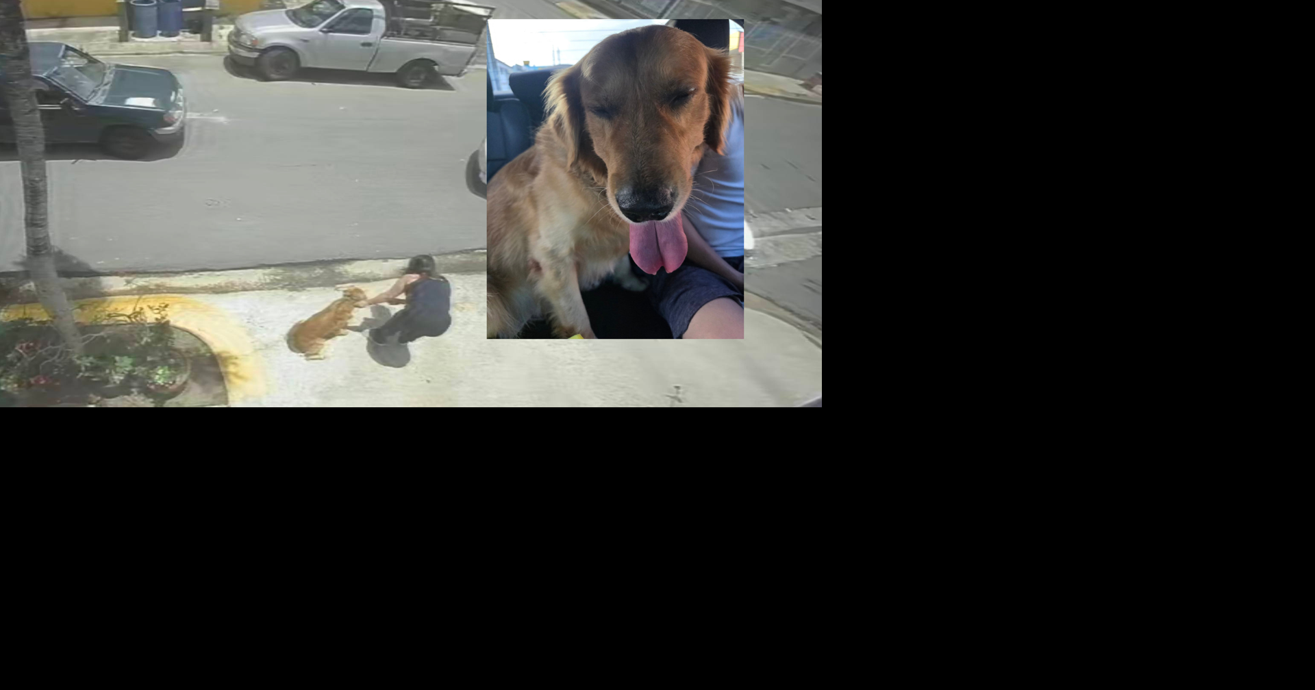 Desaparición de perro en San Juan genera controversia en redes sociales