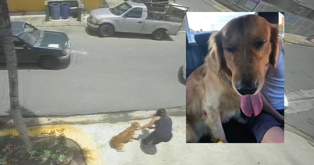 Desaparición de perro en San Juan genera controversia en redes sociales