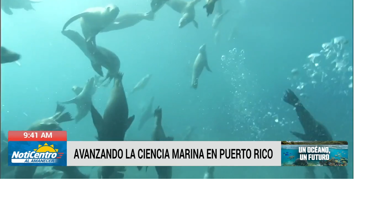 Puerto Rico acoge la Conferencia Bienal de Mamíferos Marinos con investigadores internacionales