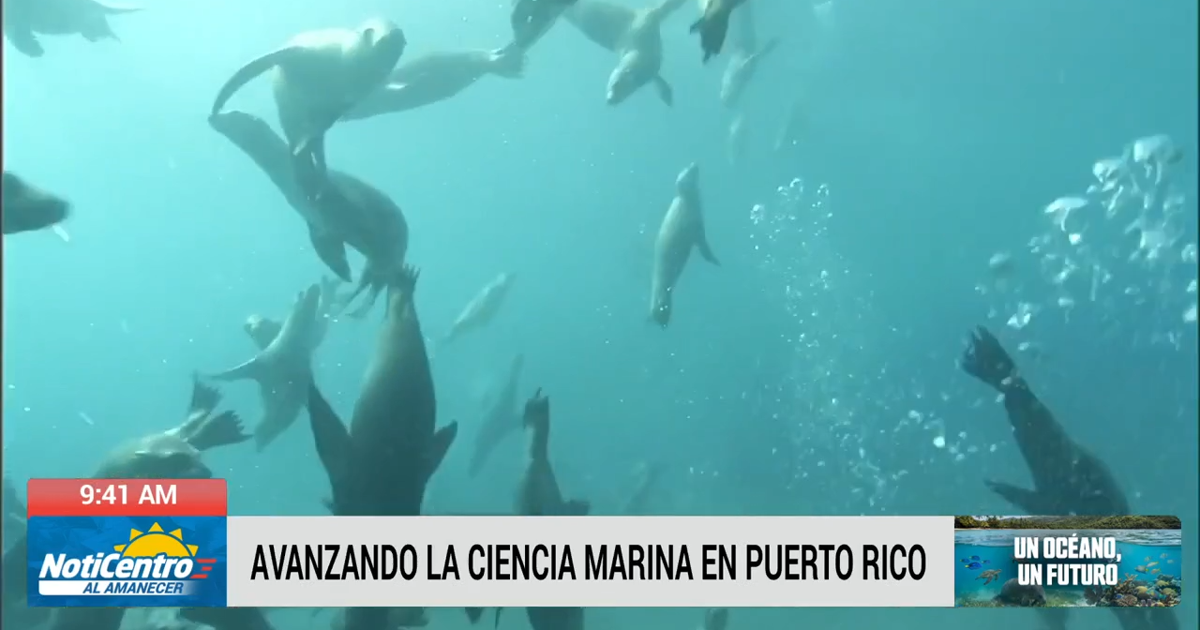Puerto Rico acoge la Conferencia Bienal de Mamíferos Marinos con investigadores internacionales