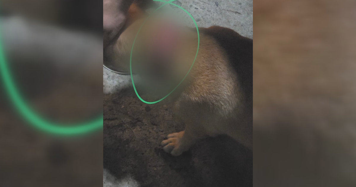 Acusan a sexagenario por maltrato grave de animales en Vega Alta; fianza de $11,000