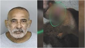 Imagen del artículo de WAPA: Acusan a hombre de 69 años por presunto maltrato y abandono de perros en Vega Alta