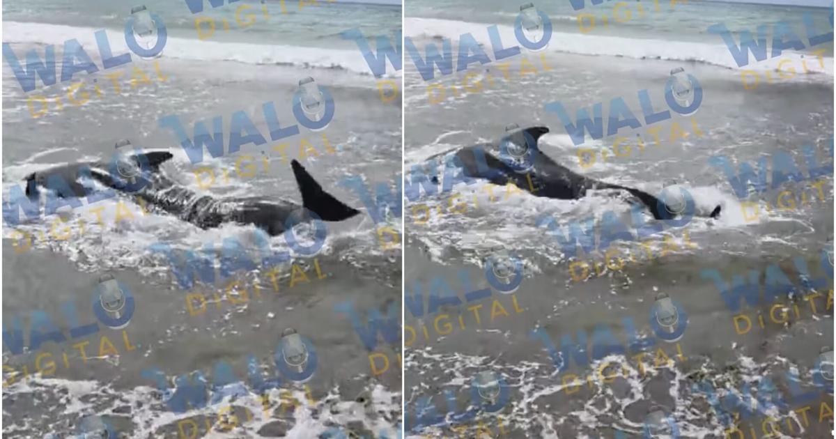 Varias ballenas quedan varadas en la costa de Humacao