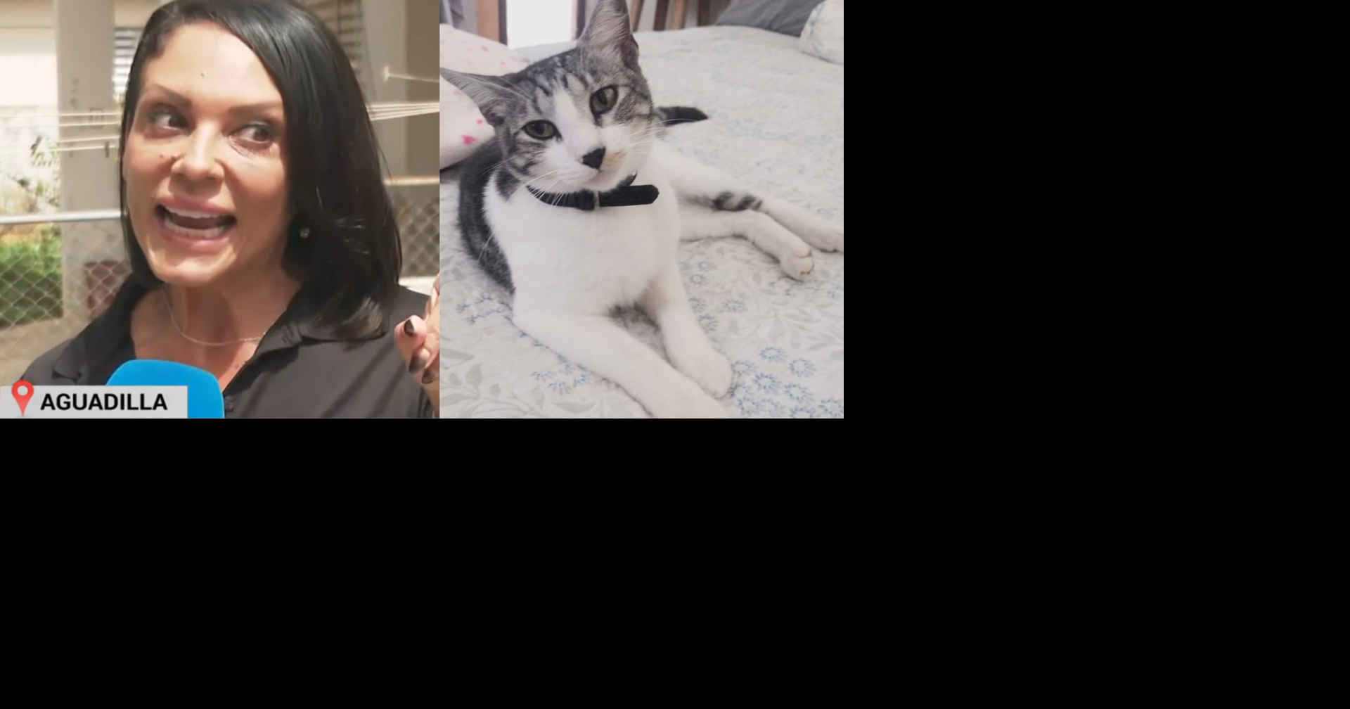 Familia de Aguadilla exige justicia tras muerte de su gato presuntamente a manos de vecino