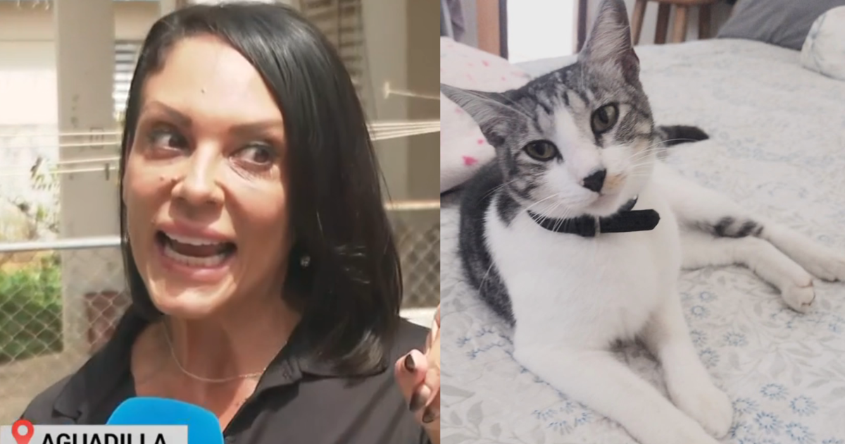 Familia de Aguadilla exige justicia tras muerte de su gato presuntamente a manos de vecino