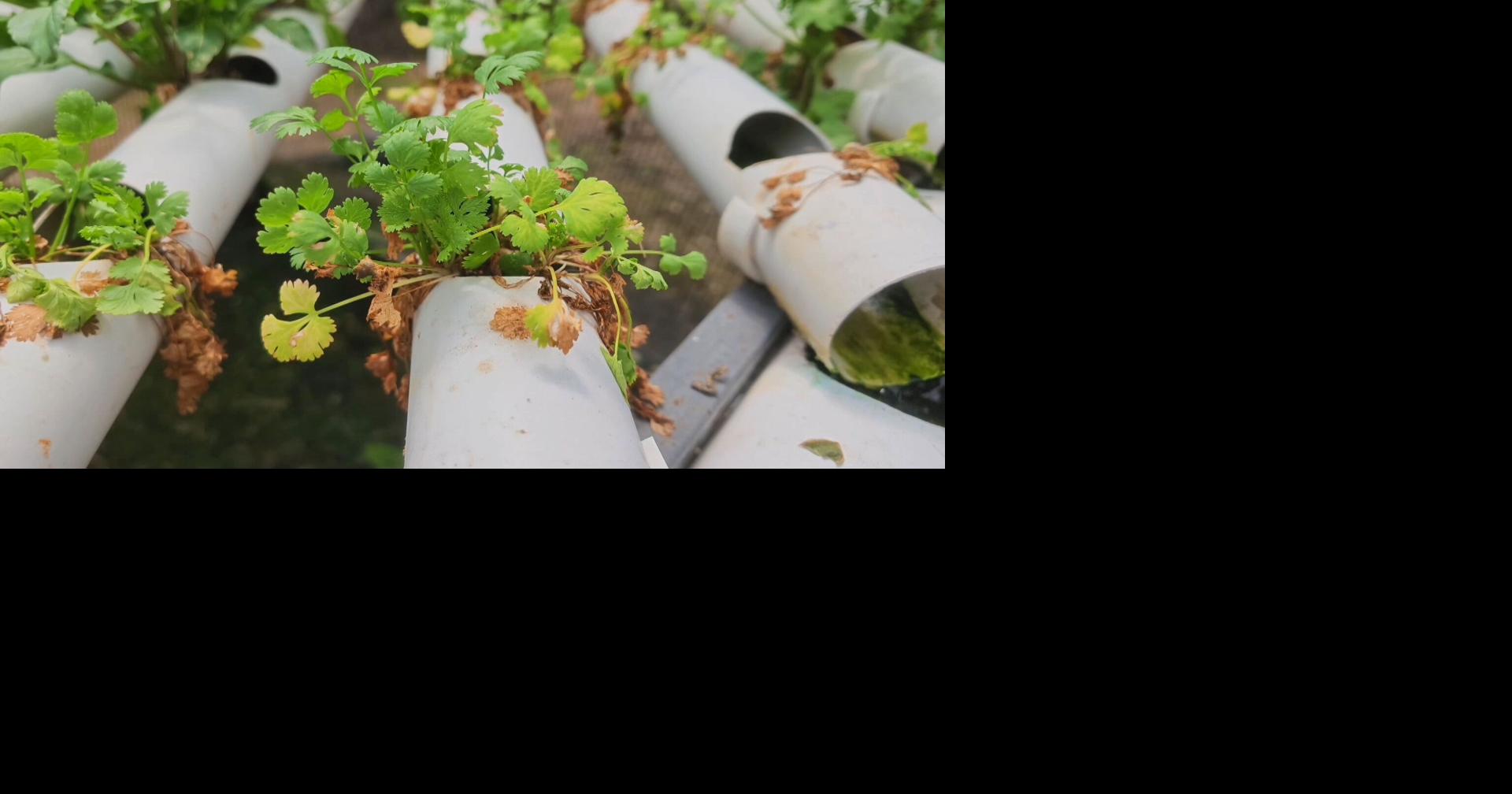 Agricultores en Caguas sufren pérdidas por sequía y calor extremo