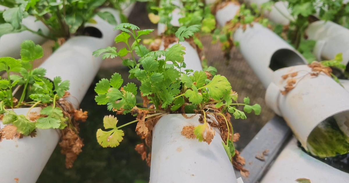 Agricultores en Caguas sufren pérdidas por sequía y calor extremo
