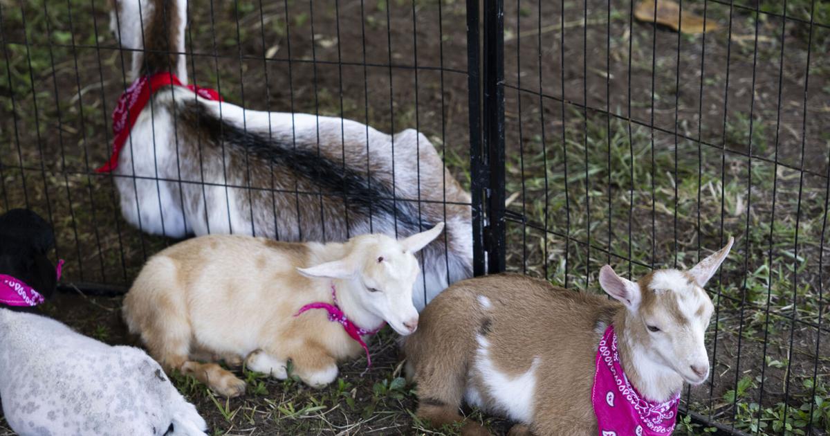Feria Campo + Pueblo celebrará la cultura agrícola y el desarrollo comunitario en Toa Baja