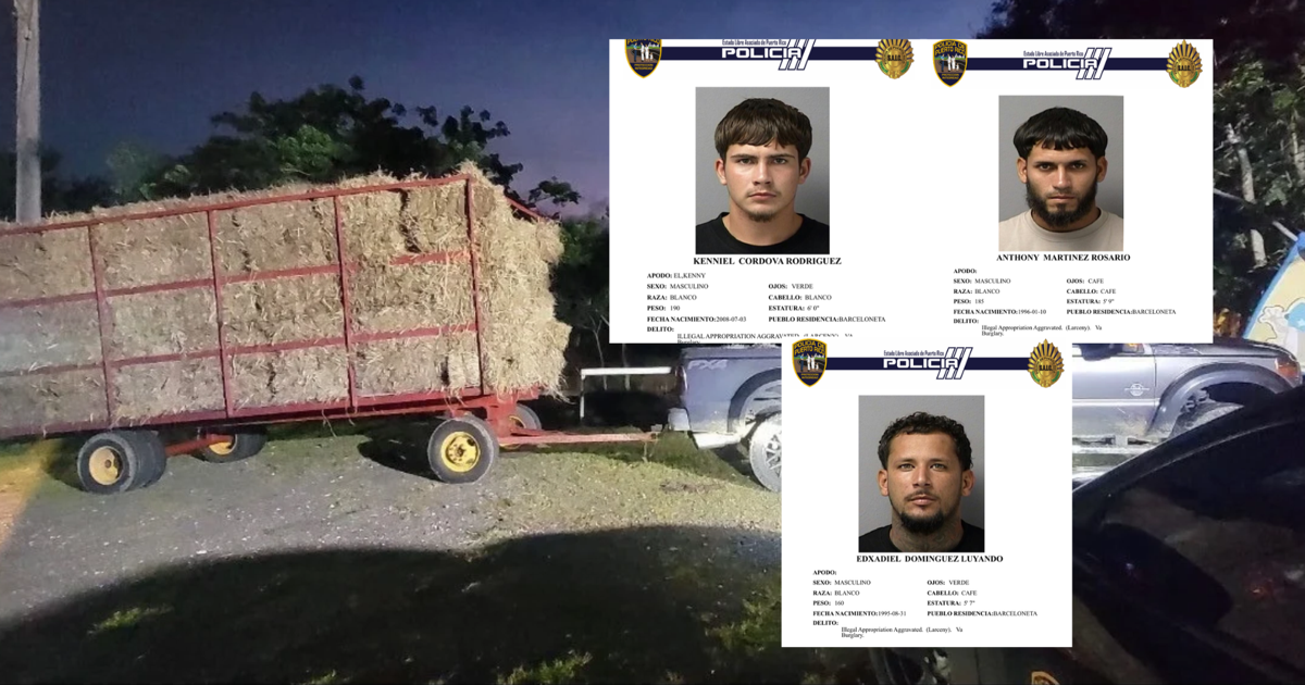 Encarcelan a tres hombres por robo de pacas de heno en finca de Barceloneta
