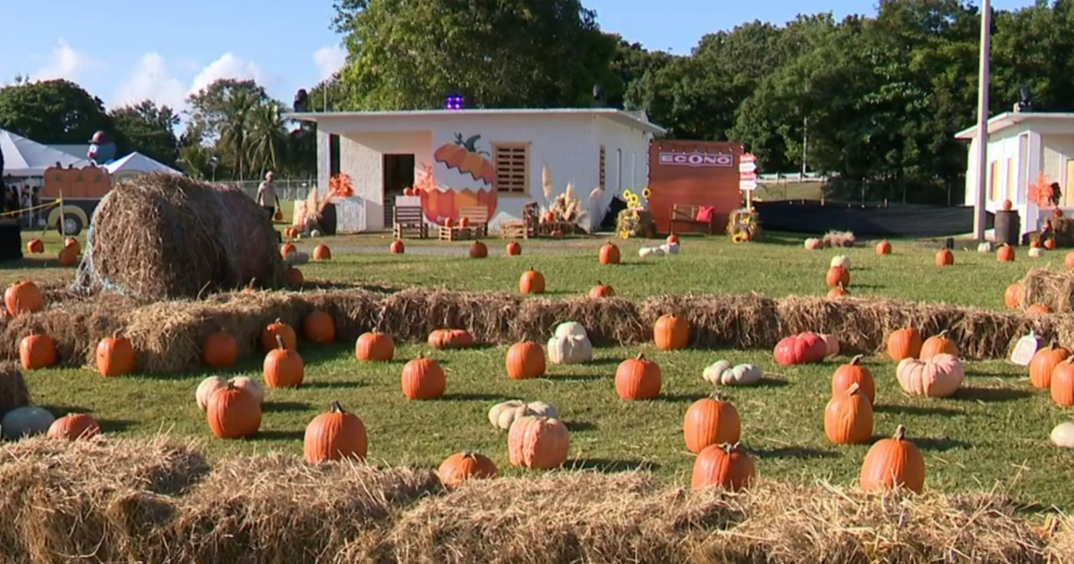 Familias celebran el último día del Pumpkin Patch y Agroferia en Canóvanas