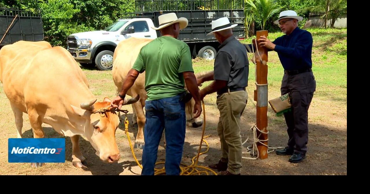Toa Baja celebra la primera edición de la Feria Campo y Pueblo