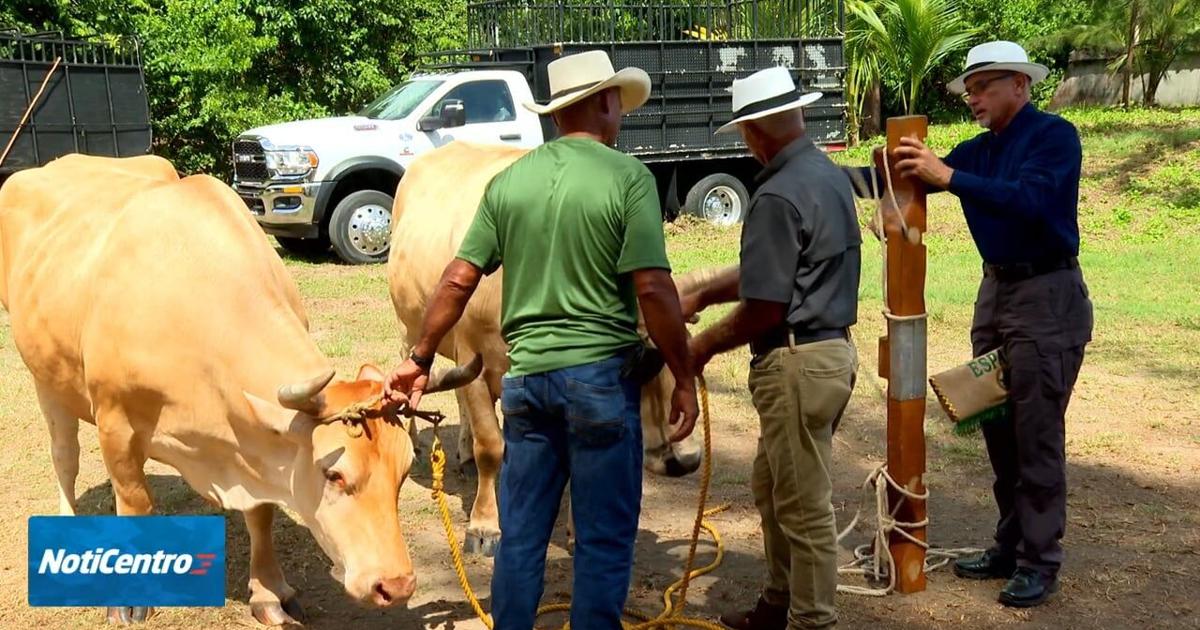 Toa Baja celebra la primera edición de la Feria Campo y Pueblo
