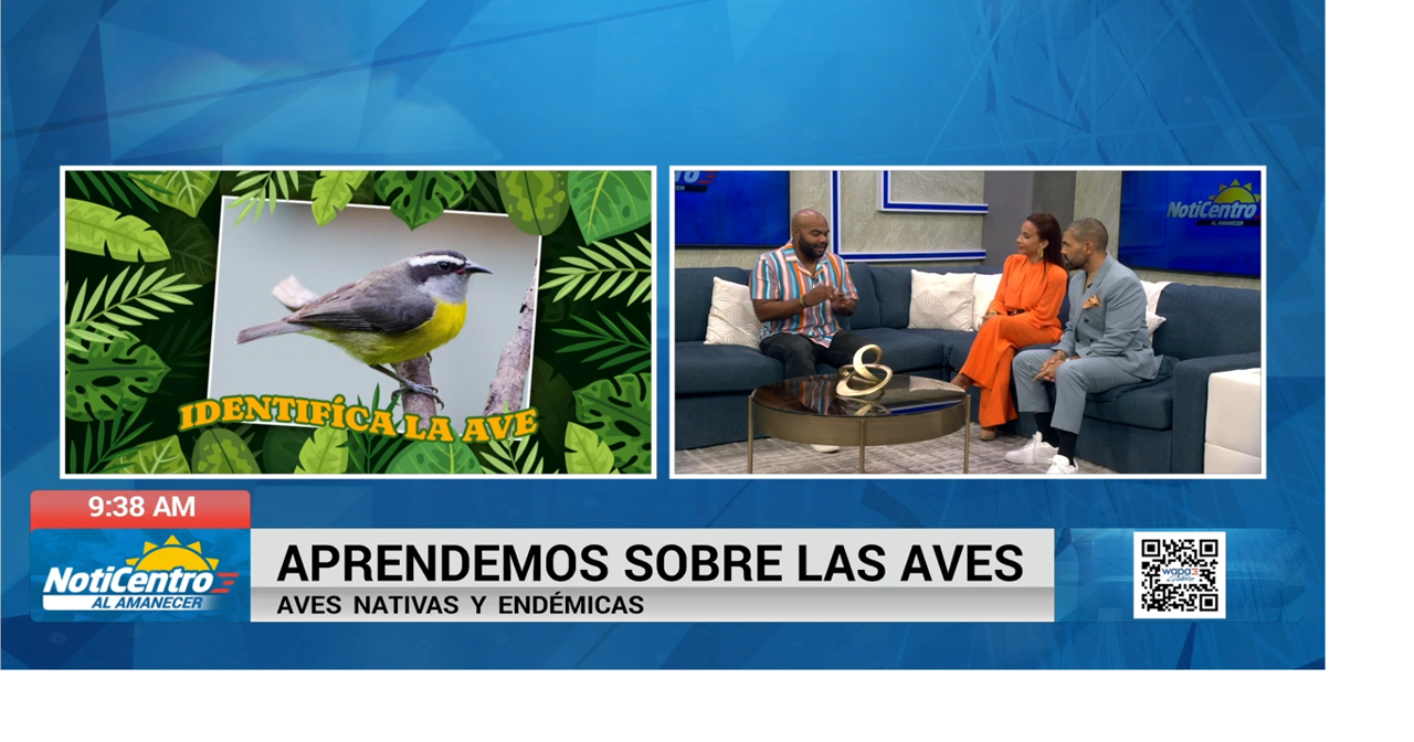Aprendemos sobre las aves nativas y endémicas de Puerto Rico
