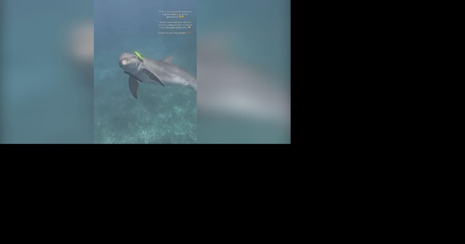 Imagen del artículo de WAPA: Localizan en buen estado y sin gafas de buceo al delfín “Miguelito”