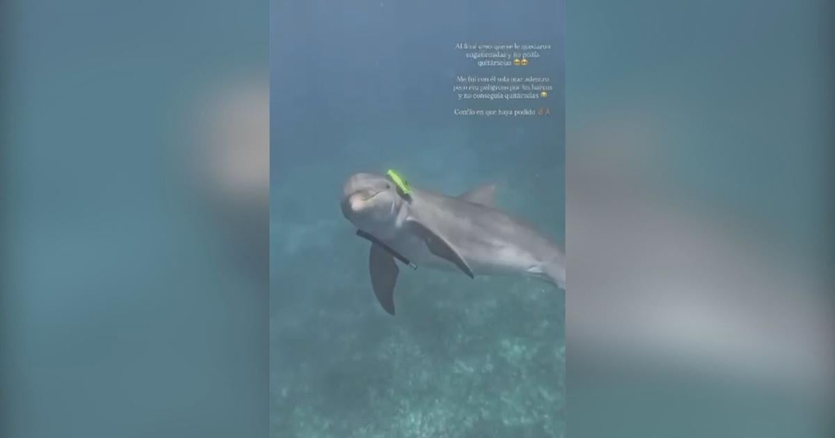 Localizan a "Miguelito" en buen estado y sin gafas de buceo en aguas de Fajardo