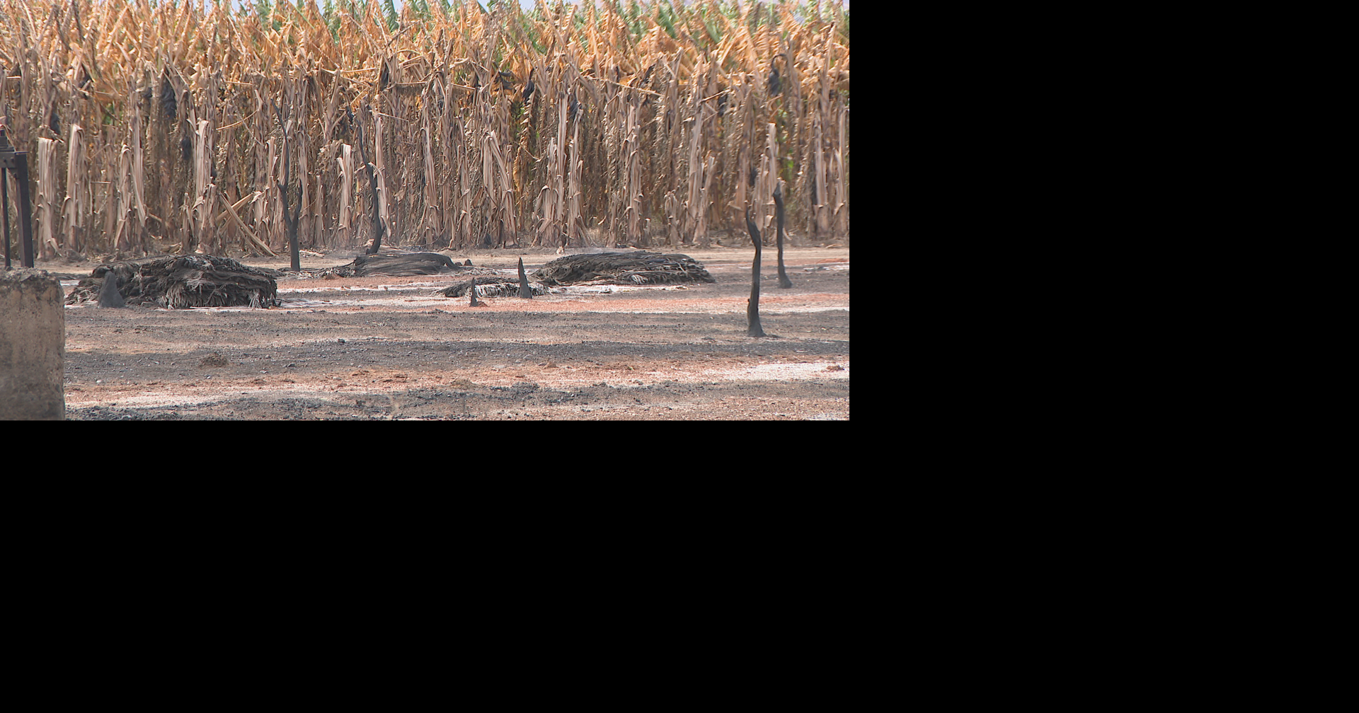 Agricultores del sur de Puerto Rico sufren pérdidas por sequía extrema e incendios forestales