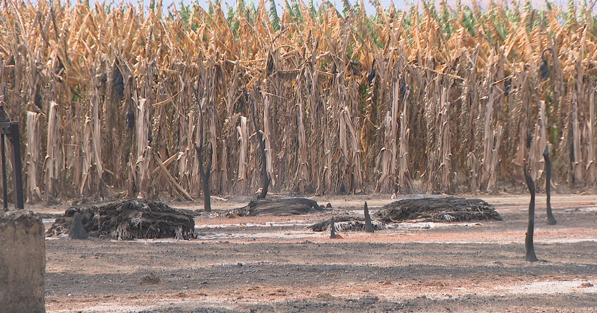 Agricultores del sur de Puerto Rico sufren pérdidas por sequía extrema e incendios forestales