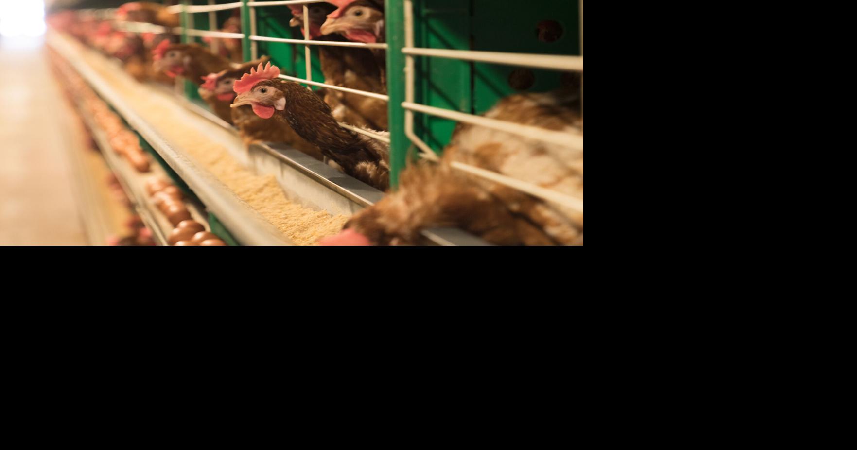 Agricultura investiga casos sospechosos de influenza aviar en Cabo Rojo y Lajas