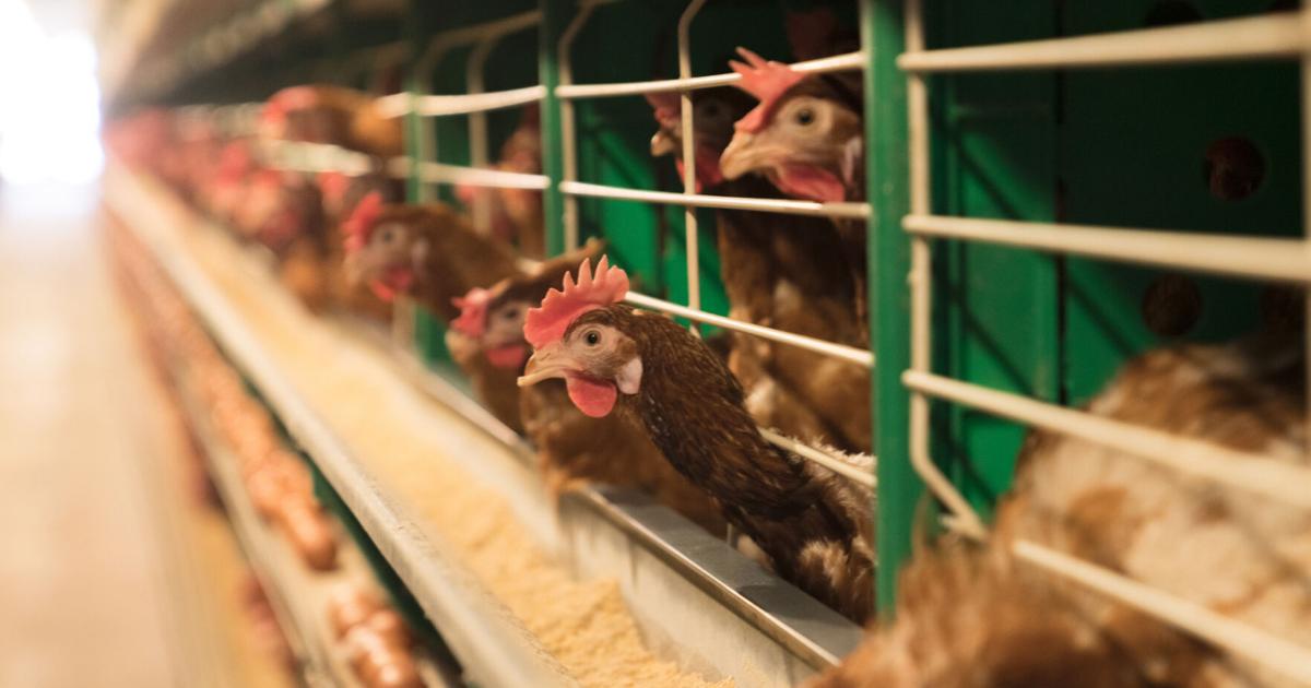 Agricultura investiga casos sospechosos de influenza aviar en Cabo Rojo y Lajas