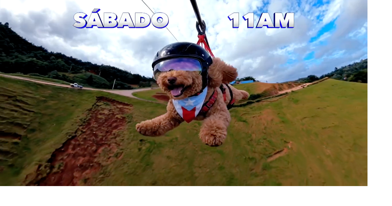 WAPA TV estrena "Perreo TV", primer programa familiar dedicado al mundo de los perros en PR