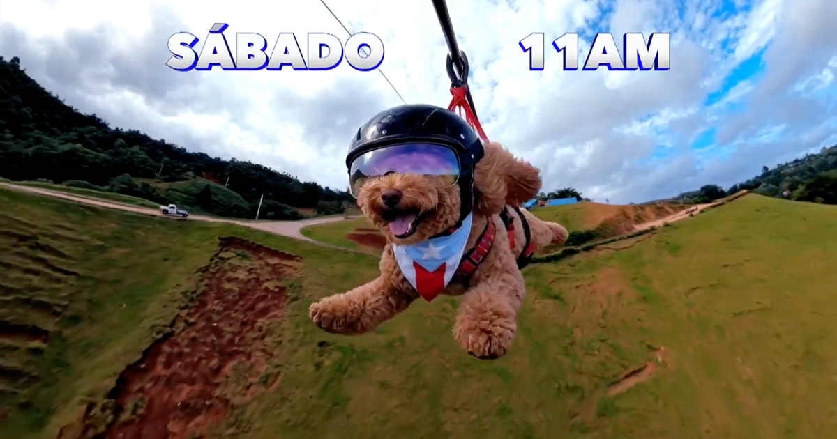 WAPA TV estrena "Perreo TV", primer programa familiar dedicado al mundo de los perros en PR