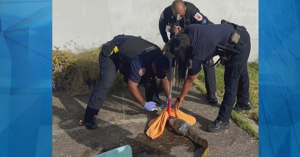 Capturan caimán que deambulaba por urbanización Vista Mar en Carolina