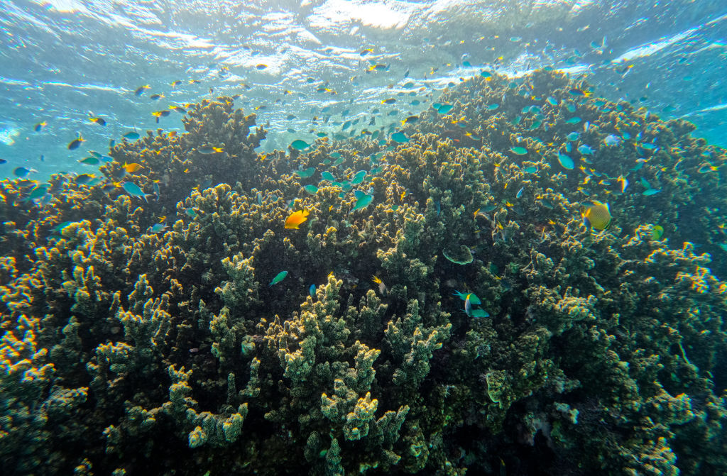 Gran Barrera De Coral En Australia Sufre El Peor Blanqueamiento En Su ...