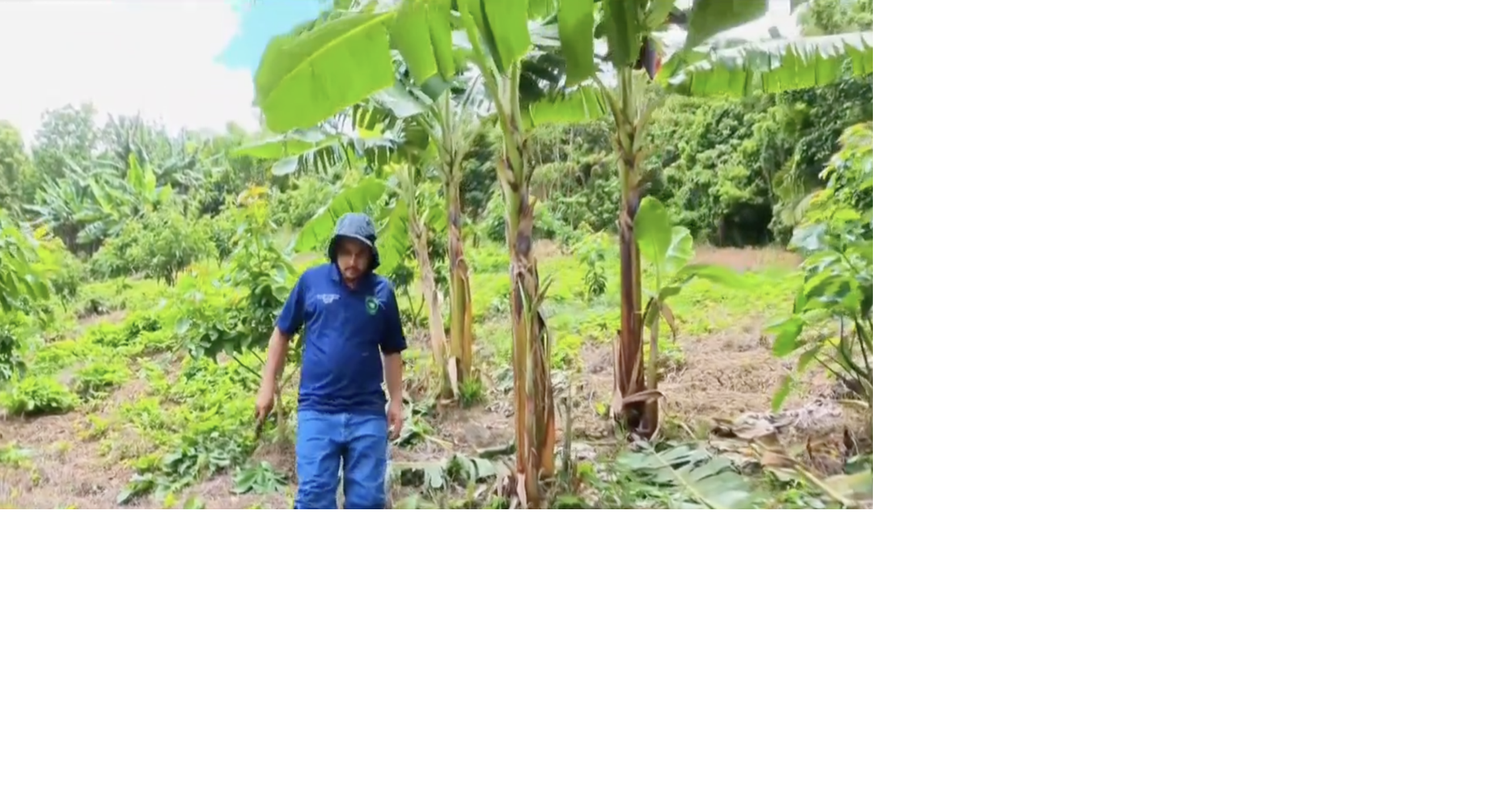 Joven agrónomo de Caguas funda empresa para promover producción local de vegetales