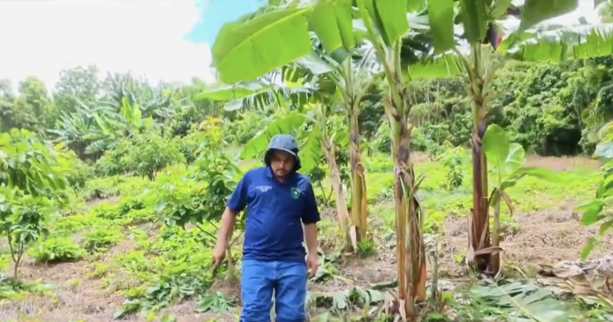 Joven agrónomo de Caguas funda empresa para promover producción local de vegetales
