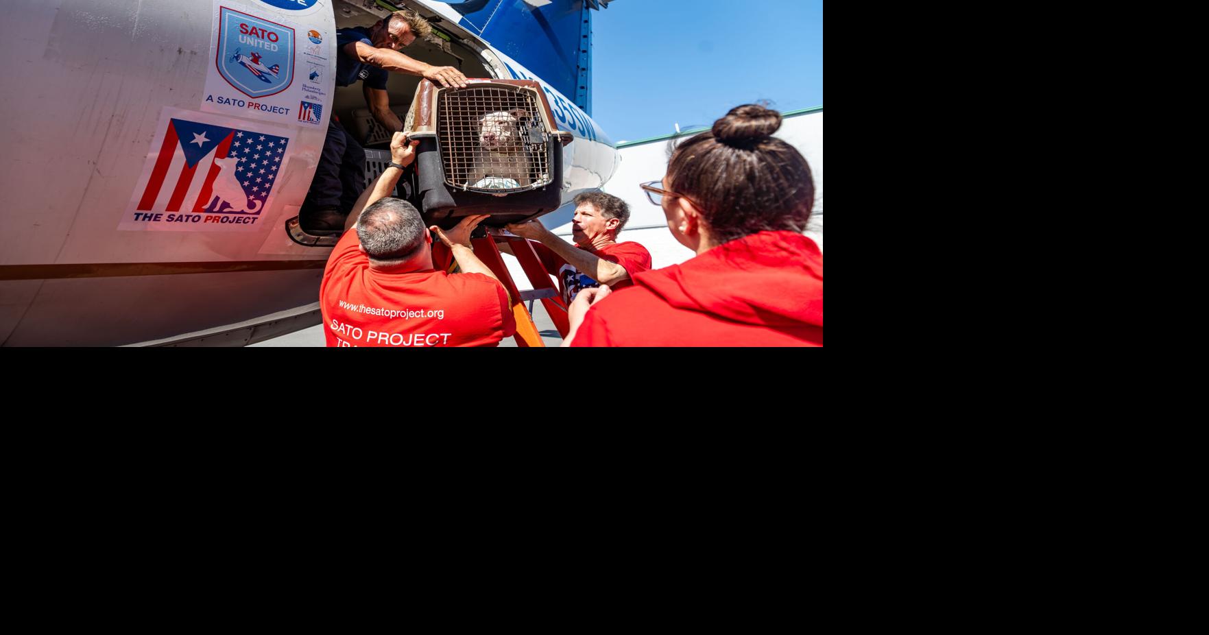 The Sato Project transporta 150 animales rescatados desde Puerto Rico a sus nuevos hogares