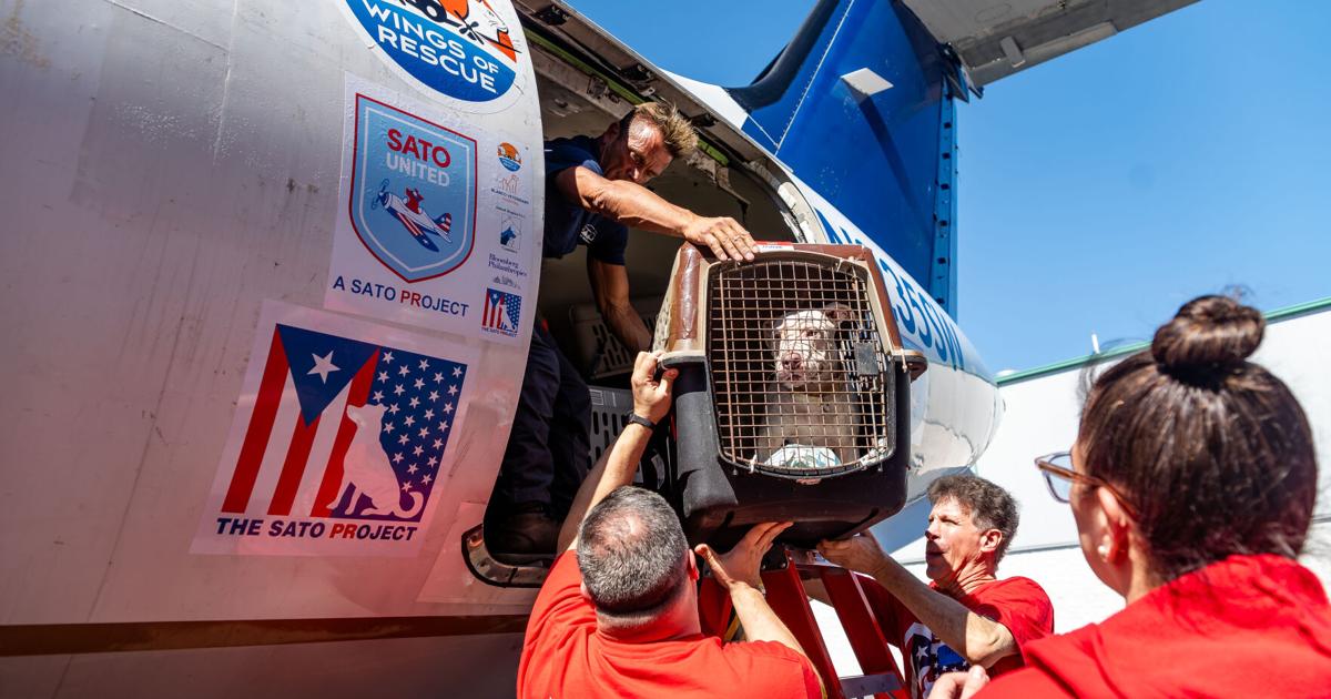 The Sato Project transporta 150 animales rescatados desde Puerto Rico a sus nuevos hogares