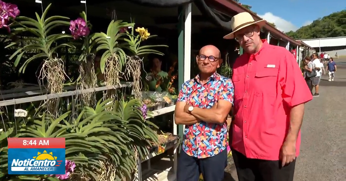 Festival de las Flores en Aibonito celebra este fin de semana con más de 40 años de tradición