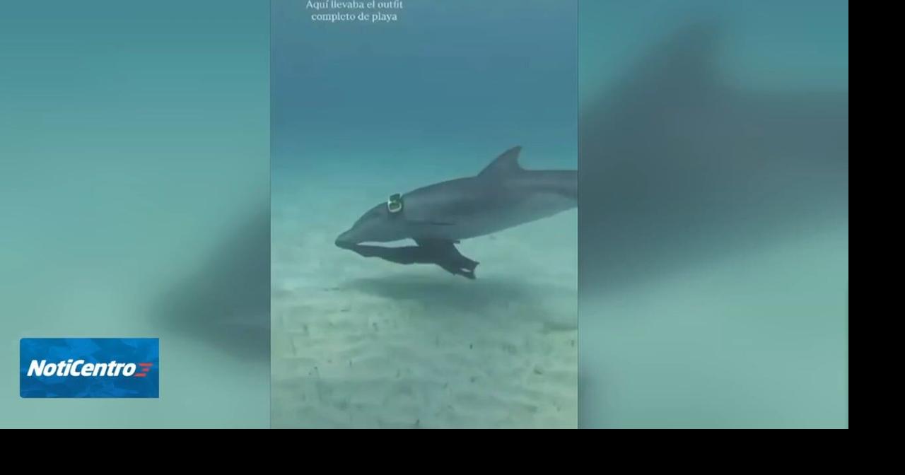 Imagen del artículo de WAPA: DRNA continúa esfuerzos para salvar a delfín que fue grabado con gafas de buceo en Icacos