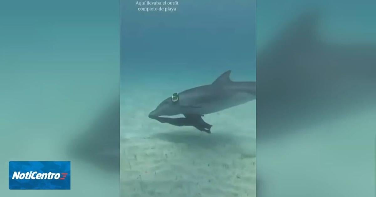 DRNA busca a "Miguelito", delfín hallado con gafas de buceo en Icacos; aún no ha sido localizado