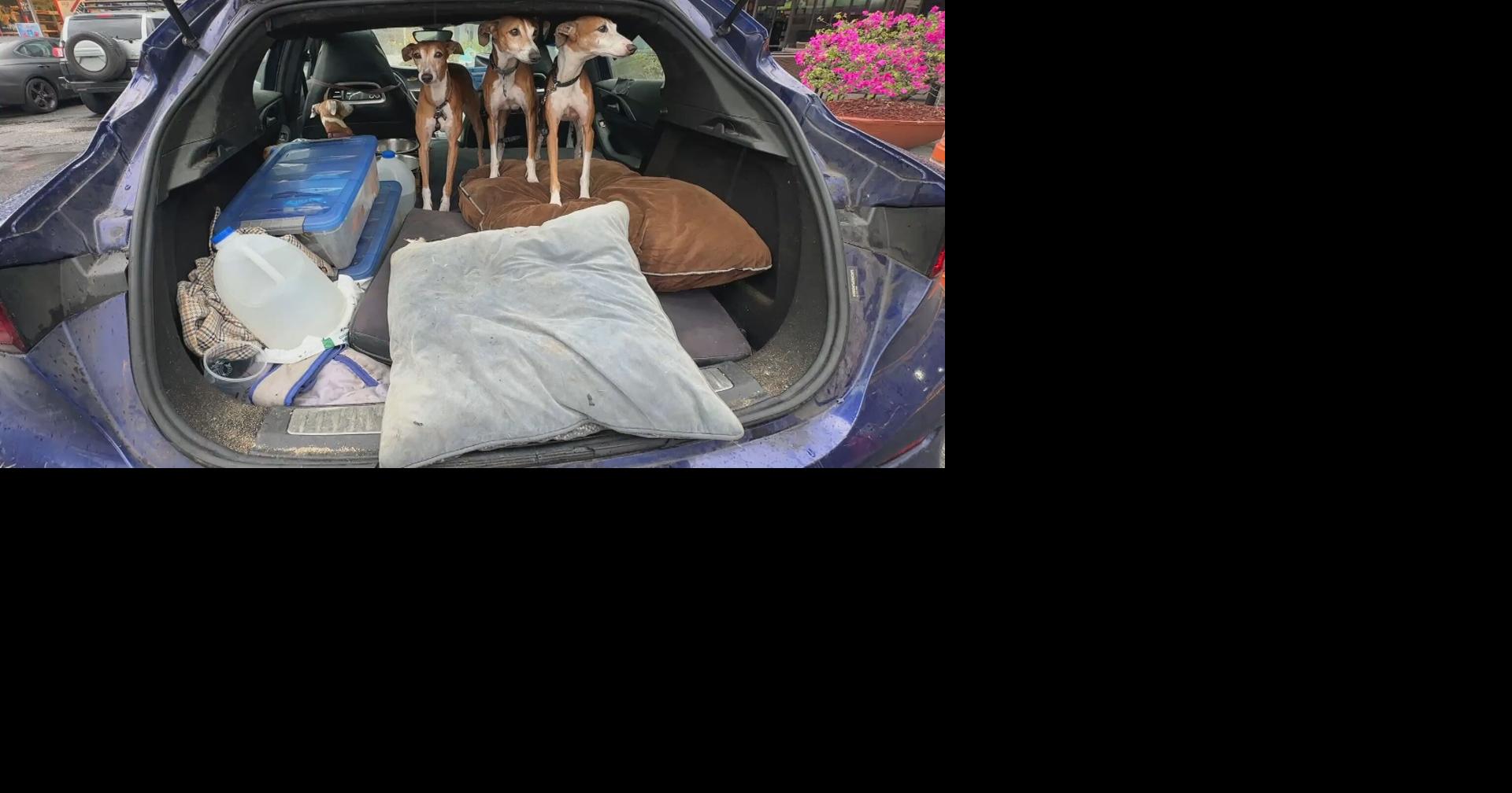 Adulto mayor vive en su carro en Guaynabo por no abandonar a sus cuatro perros