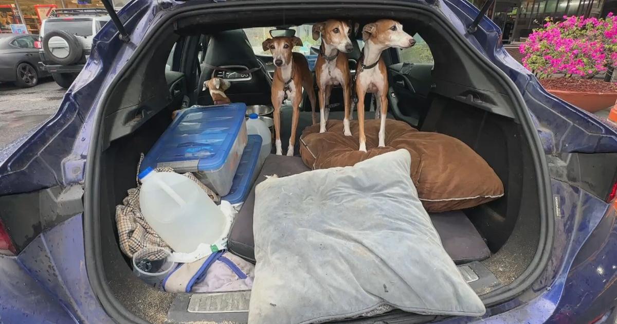 Adulto mayor vive en su carro en Guaynabo por no abandonar a sus cuatro perros