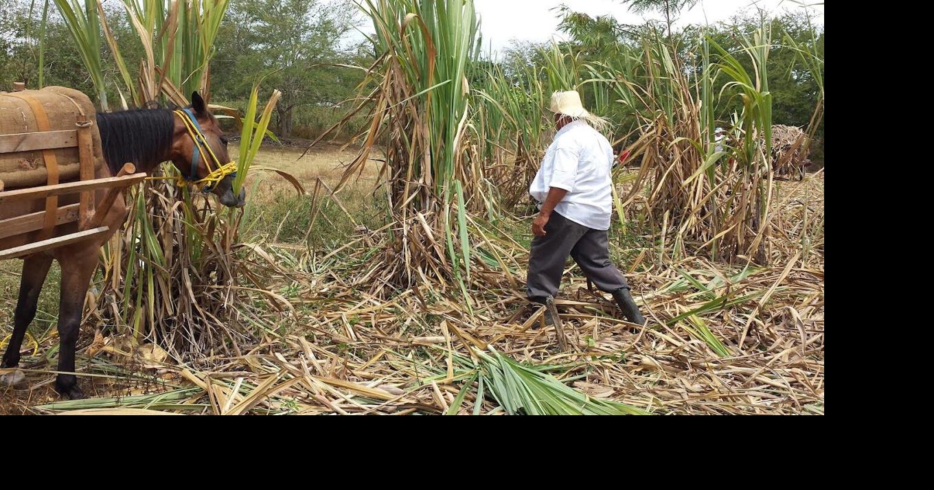 Hatillo celebrará mañana el Festival de la Caña de Azúcar