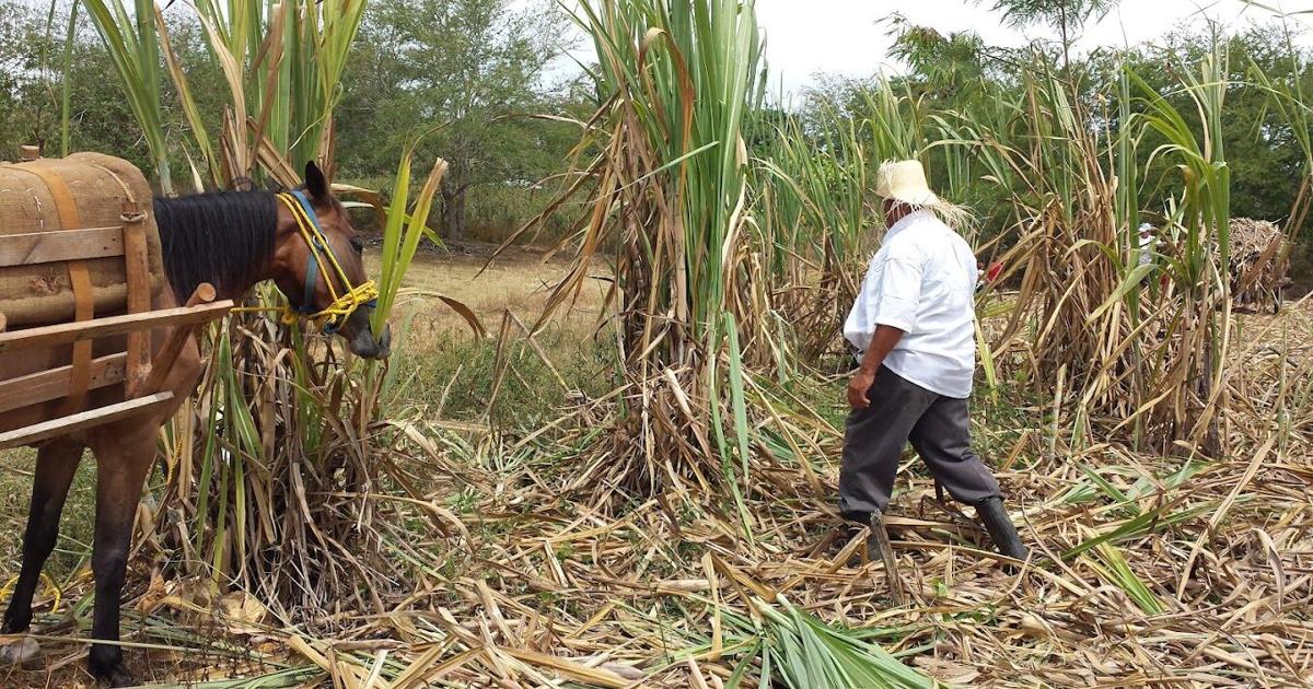 Hatillo celebrará mañana el Festival de la Caña de Azúcar