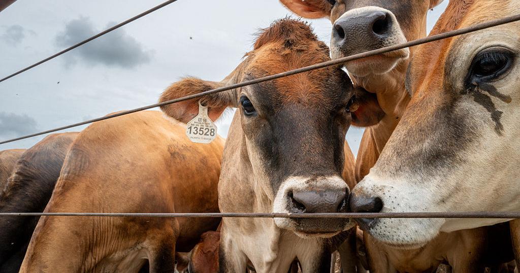 EE.UU. confirma segundo caso del gusano barrenador del Nuevo Mundo en Texas