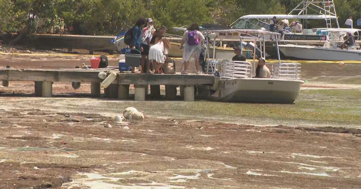 Piden al DRNA explorar soluciones a mayor escala para combatir el sargazo en Puerto Rico