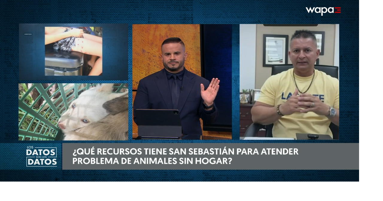 Alcalde de San Sebastián: municipio no ha encontrado perros que atacaron a menor