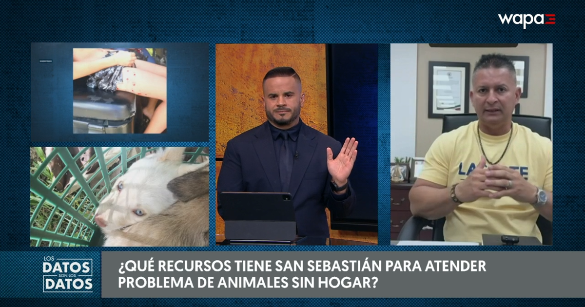 Alcalde de San Sebastián: municipio no ha encontrado perros que atacaron a menor