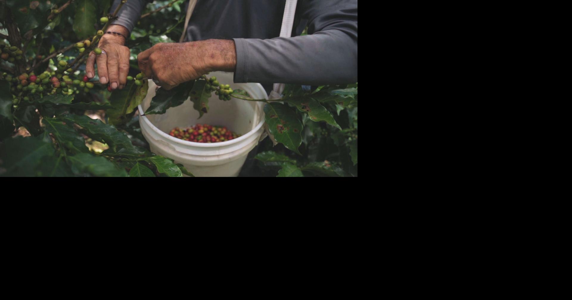 Imagen del artículo de WAPA: Solicitan aumento en precio de café para hacerle justicia a caficultores de la montaña
