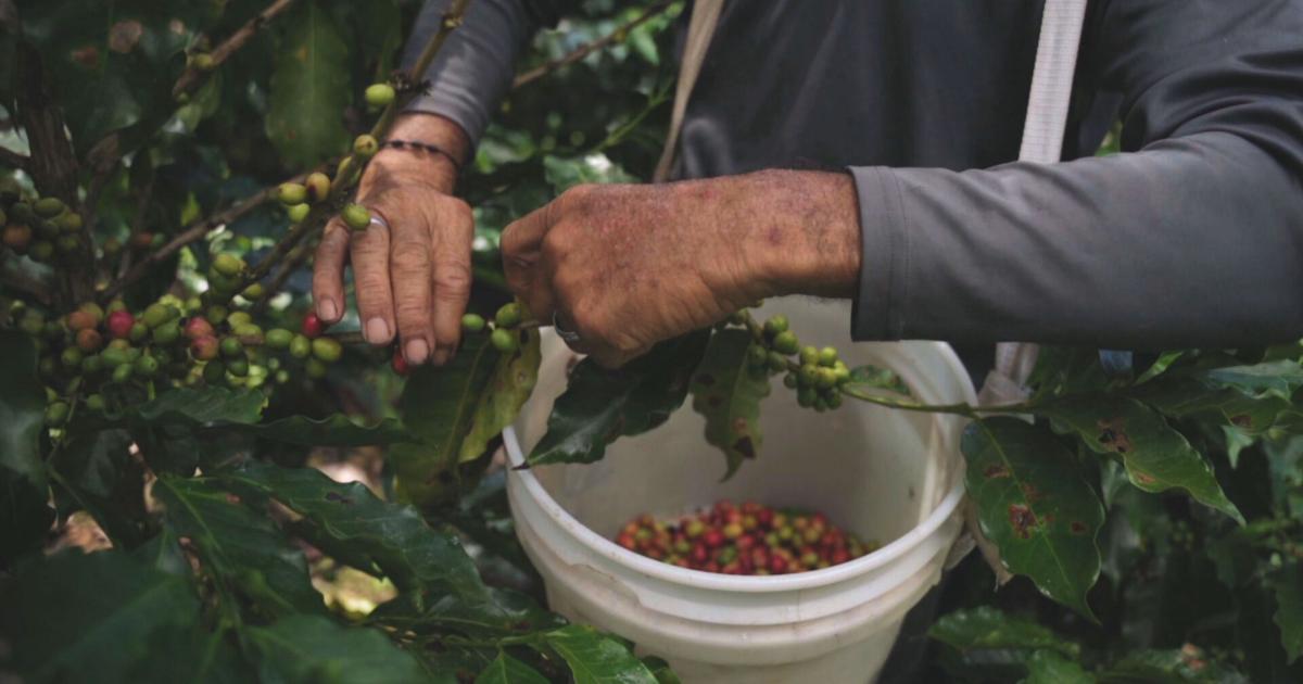 Solicitan aumento en precio de café para hacerle justicia a caficultores de la montaña