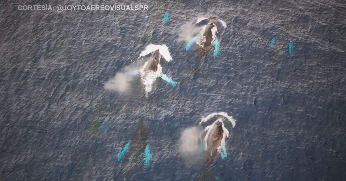 Faro de Gigantes: fotógrafo identifica 100 ejemplares de ballenas en Puerto Rico